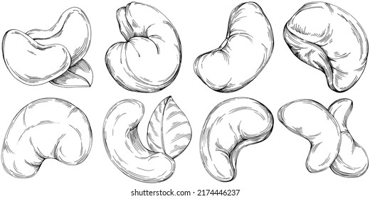 Cashew hand-drawn Vector Illustration isolated on white background. Retro style farm product for restaurant menu, market label, logo, emblem and kitchen design. Decoration for food packaging.