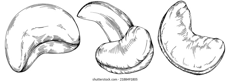 Cashew hand-drawn Vector Illustration isolated on white background. Retro style farm product for restaurant menu, market label, logo, emblem and kitchen design. Decoration for food packaging.