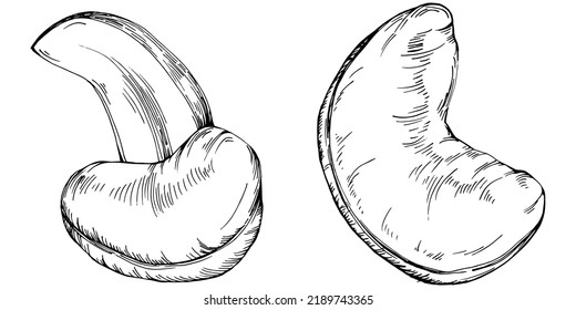 Cashew handgezeichnet Vektorgrafik einzeln auf weißem Hintergrund. Retro-Bauernprodukt für Speisekarte, Marktetikett, Logo, Emblem und Küchendesign. Dekoration für Lebensmittelverpackungen.