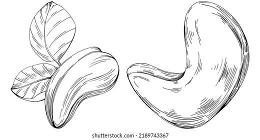 Cashew hand-drawn Vector Illustration isolated on white background. Retro style farm product for restaurant menu, market label, logo, emblem and kitchen design. Decoration for food packaging.