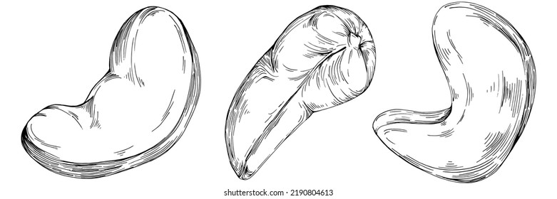 Cashew hand-drawn Vector Illustration isolated on white background. Retro style farm product for restaurant menu, market label, logo, emblem and kitchen design. Decoration for food packaging.