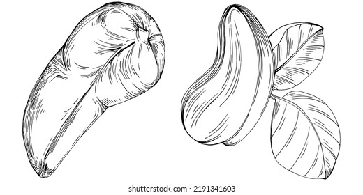 Cashew hand-drawn Vector Illustration isolated on white background. Retro style farm product for restaurant menu, market label, logo, emblem and kitchen design. Decoration for food packaging.