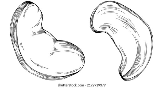 Cashew hand-drawn Vector Illustration isolated on white background. Retro style farm product for restaurant menu, market label, logo, emblem and kitchen design. Decoration for food packaging.