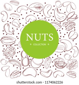 Cashew, hazelnut, walnut, pistachio, pecan nuts. Nuts sketches . Design elements for menu, banner, flyer. Vector illustration
