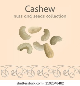 Cashew image isolated on a light beige background. Nuts and seeds collection. Vector illustration.