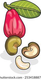 Cashew isolated on white. Vector