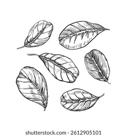 Cashew leaves set of objects. Vector black and white illustration hand drawn with ink. 