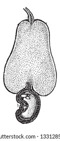 Cashew Nut or Anacardium occidentale, showing cashew fruit with nut, vintage engraved illustration. Dictionary of Words and Things - Larive and Fleury - 1895