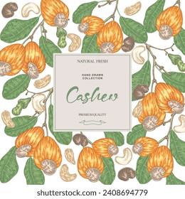 Cashew nut background. Hand drawn Cashew tree branches with fruits. Vector illustration in vintage style.