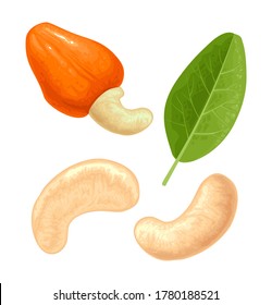 17,763 Cashew Leaf Images, Stock Photos & Vectors | Shutterstock