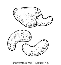 Cashew nut with fetus. Vector engraving black vintage illustration. Isolated on white background.