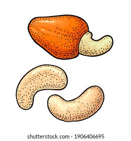 Kaschu-Nuss mit Fötus. Vektorgrafikfarbige Vintage-Illustration. Einzeln auf weißem Hintergrund.