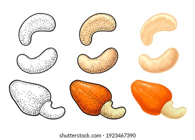 Cashew nut with fetus. Vector engraving color and monochrome vintage illustration. Isolated on white background.