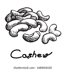 Cashew nut group. Hand drawn sketch. Graphic illustration
