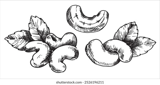 ilustração castanha de caju. desenho linear em estilo de esboço