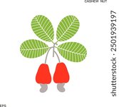 Cashew nut logo. Isolated cashew nut on white background
