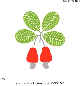 Logotipo de nuez de anacardo. Nuez de anacardo aislada sobre fondo blanco