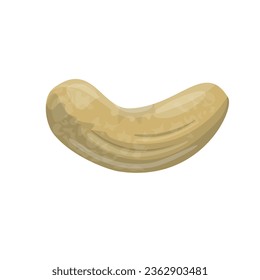 Cashew nut in realistic style. Vector illustration isolated on white background