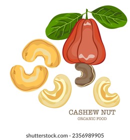Cashew nut seeds and leaves fresh cashew nut in cartoon style In cartoon style, cartoon style, cute design, modern colorful paper cover, interior fabric, background, and other users.; 