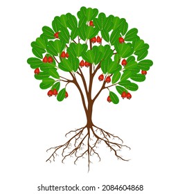 Cashew nut tree with fruits and roots on a white background.