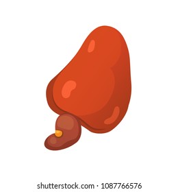 cashew nut vector illustration in cartoon style. Organic food.