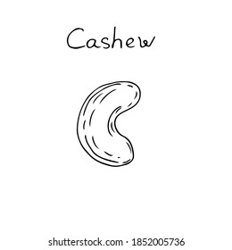 Cashew nut, vector illustration, hand drawing sketch