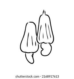 Nuez de nuez de cacahuete. Ilustración vectorial de dibujo manual en caja