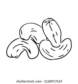 Cashew nut walnut. Cashew hand drawing vector illustration