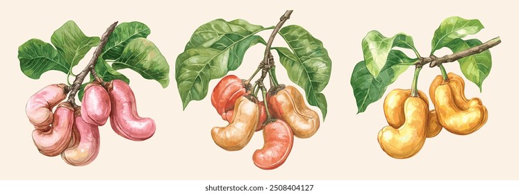 Cashew Nut Watercolor Illustration. Hand-Painted Flowers and Fruit on the Branch. Detailed Hand-Drawn Depiction of Anacardium occidentale Isolated on White Background