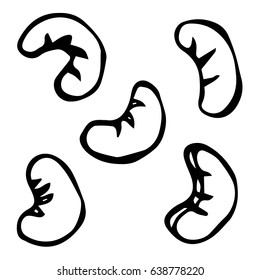 Cashew Nuts. Doodle Style Vector Design, Isolated on White Background.