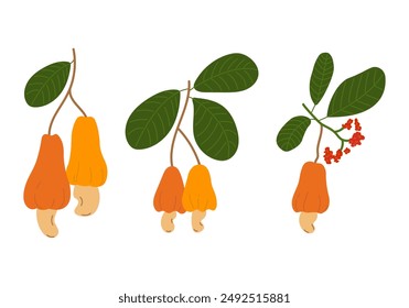 Cashew nuts. Fruit and leaves. Cashew set. Hand drawn Cashew tree branch with fruits and nuts. Vector illustration on white background. EPS 10