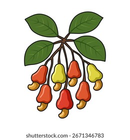 Anacardos. Frutas y hojas. Conjunto de anacardos. Rama de anacardo dibujada a mano con frutas y nueces. Ilustración vectorial sobre fondo blanco. EPS 10