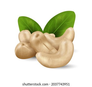 Cashew nuts with green leaves. Nuts and seeds collection. Realistic design vector illustration