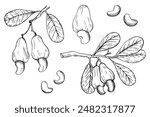 Cashew nuts. Hand drawn engraved vector illustration on isolated white background. Ink sketch with nut, plant branch, nutty fruity. Organic ingredient, healthy food, oil, harvest. Botanical doodle