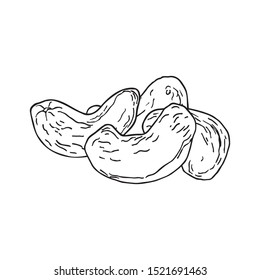 Cashew nuts. Hand drawn vector illustration.