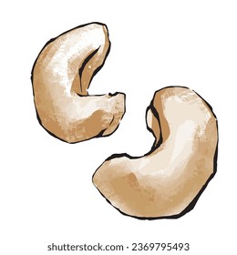 cashew nuts. Hand drawn vector illustration.