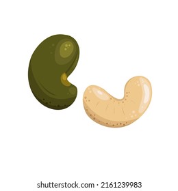 Cashew nuts illustration. Cashews in the shell and without. Useful natural product.