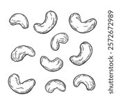 Cashew nuts on a white background. Set of cashew nuts in engraving style. Sketch drawing in vintage style. Food product for packaging, organic product.