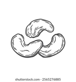 Cashew nuts on a white background. Set of cashew nuts in engraving style. Sketch drawing in vintage style. Food product for packaging, organic product.
