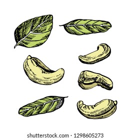 Cashew nuts sketch illustrations. Vector Hand drawn illustrations isolated on white background.