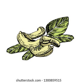 Cashew nuts sketch illustrations. Vector Hand drawn illustrations isolated on white background.