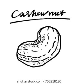 Cashew nuts. Vector hand drawn graphic illustration.