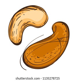 Cashew nuts. Vector illustration isolated on white background for packaging design, labels and much more.
