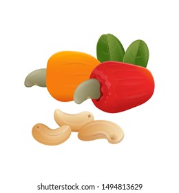 cashew on a white background. Vector illustration.