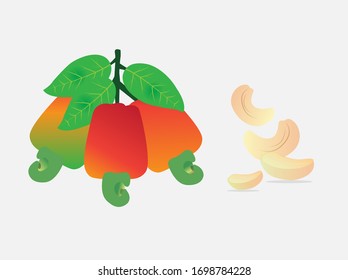 cashew plant vector cashews illustration  vegan protein