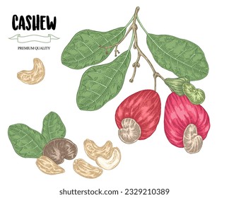 Cashew set. Hand drawn Cashew tree branch with ripe fruits and nuts. Vector illustration in vintage sketch style.