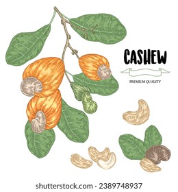 Cashew set. Hand drawn Cashew tree branch with fruits and nuts. Vector illustration in vintage sketch style.