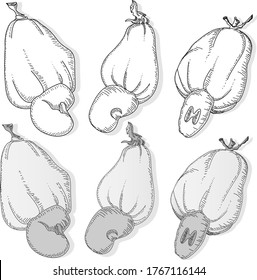 Cashew set vector illustration on white background. Isolated image.