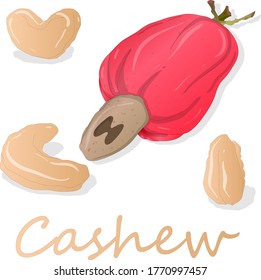 Cashew estableció la ilustración vectorial en el fondo blanco. Imagen aislada.