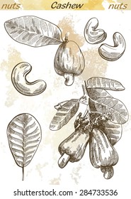 cashew set of vector sketches on an abstract background